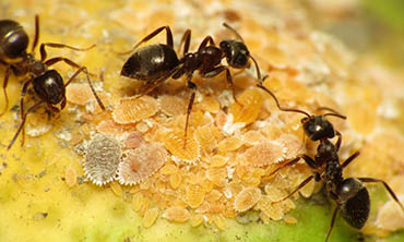 Black Ants